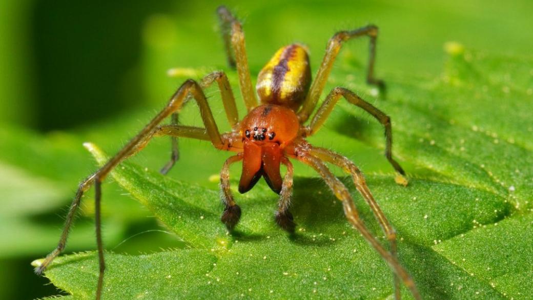 В Донбасс с жарой приползли экзотические ядовитые пауки